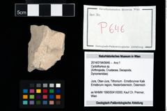 Foto (Objekt + Etikett) von Cyclothyreus sp.  (NHMW-GEO-2014-0194-0646)